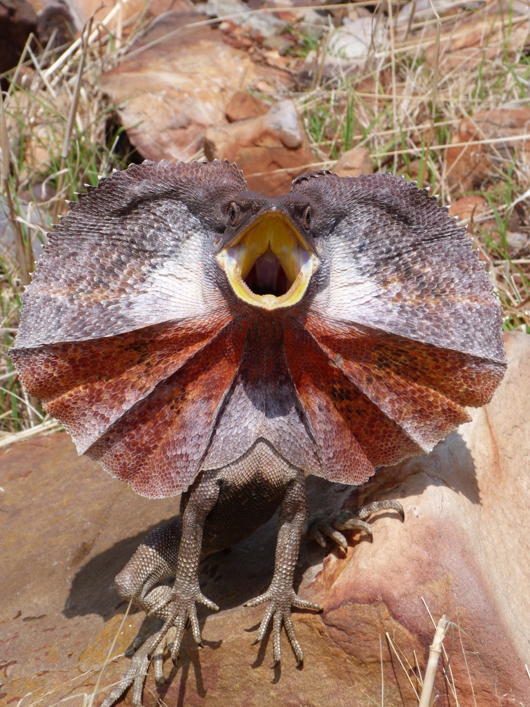 Newsroom Researchers Find Lizards Frilled Neck Is More Than Just For 