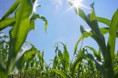 Corn Field in Summer Drought