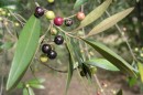 African Olive Fruit