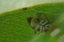 Researchers have discovered a strange mechanism whereby two species of traumatically inseminating plant bug are able to live together in Tahiti.