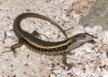 An Eastern Water Skink (Eulamprus quoyii). Credit: Martin Whiting