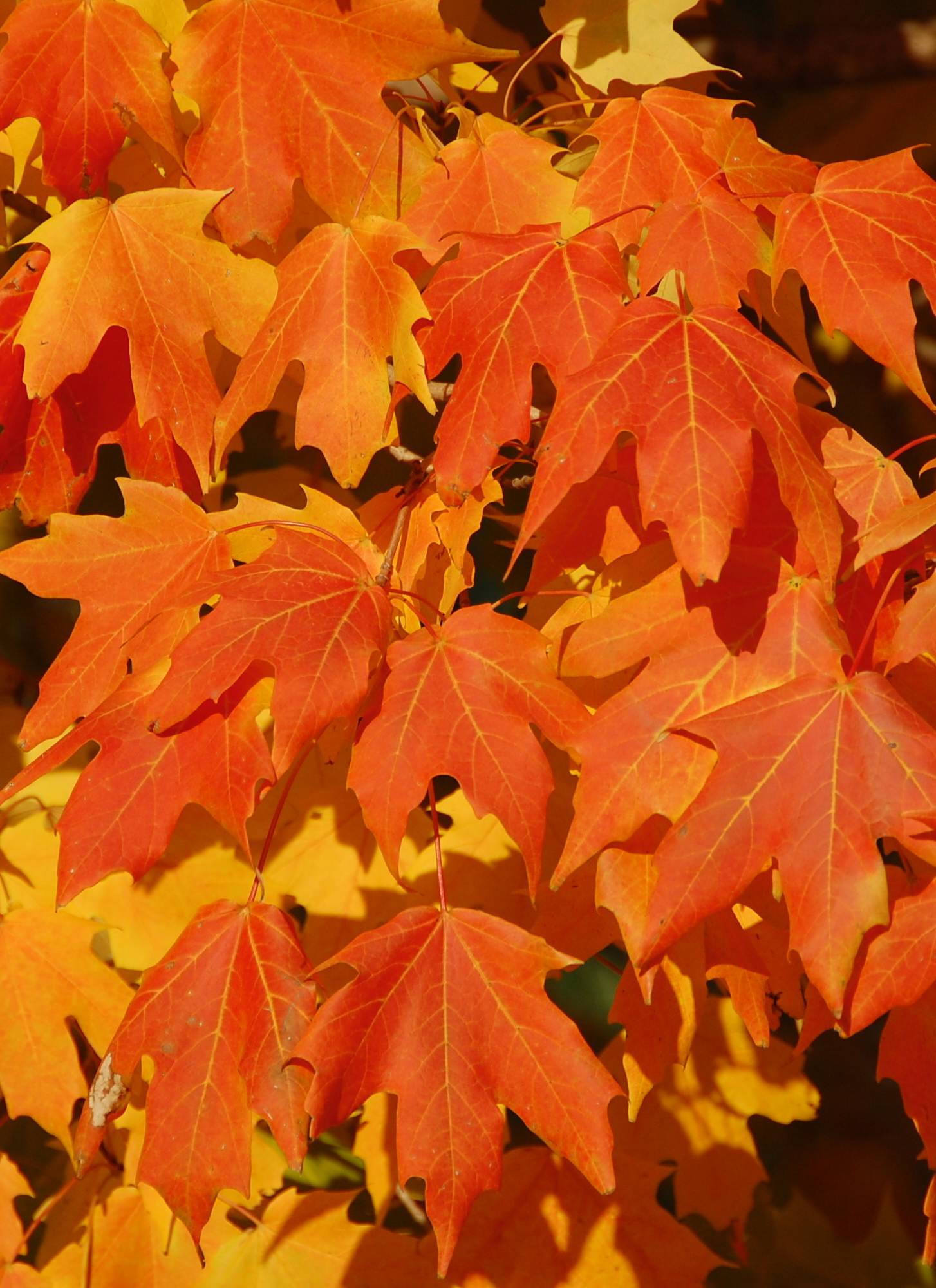 Newsroom How plants evolved to weather the cold - Macquarie University