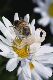 Thomisus spectabilis crab spider. Credit: Ron Oldfield