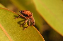 A member of the family Curculionidae (weevil) chewing on a Eucalypt leaf (photo: S. Nooten).