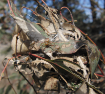A natural Diaea ergandros nest, which can be inhabited by up to 80 spiders. Females build these nests from Eucalyptus leaves and female and spiderlings hunt and forage communally. Credit: Jasmin Ruch