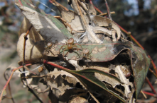 A natural Diaea ergandros nest, which can be inhabited by up to 80 spiders. Females build these nests from Eucalyptus leaves and female and spiderlings hunt and forage communally. Credit: Jasmin Ruch