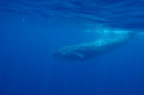 Te real impact of whaling is most likely to be seen in the toothed whales – such as sperm whales – which are not recovering despite protection.