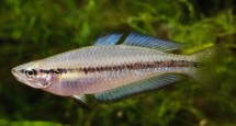 Scientists used a modified version of the mirror test to find out if a fish showed a lateral preference to view itself with either
its left or right eye, and its associated levels of boldness.