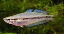 Scientists used a modified version of the mirror test to find out if a fish showed a lateral preference to view itself with either
its left or right eye, and its associated levels of boldness.