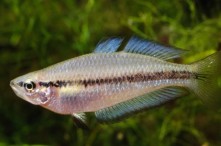 Scientists used a modified version of the mirror test to find out if a fish showed a lateral preference to view itself with either
its left or right eye, and its associated levels of boldness.
