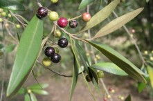 African Olive fruit - this is an invader from South Africa that is having a severe impact in western Sydney and Hunter Valley bushland