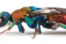 Gold Wasp (Hedychrum nobile), Copyright: Dr. Oliver Niehuis, ZFMK, Bonn
