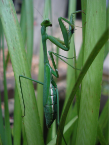 A female mantid