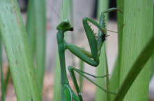 A female mantid