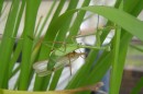 Despite the increased risk of being cannibalised without mating, male praying mantids are more attracted to starving females than to better-fed females.