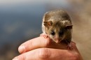 Victorian scientists have successfully bred two separate populations of the endangered Mountain Pygmy Possums in the wild, in a bid to boost the dwindling numbers at Mt Buller in Victoria. Picture: Tim Arch/DSE