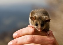 Victorian scientists have successfully bred two separate populations of the endangered Mountain Pygmy Possums in the wild, in a bid to boost the dwindling numbers at Mt Buller in Victoria. Picture: Tim Arch/DSE
