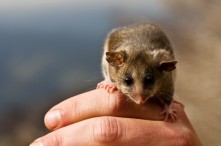 Victorian scientists have successfully bred two separate populations of the endangered Mountain Pygmy Possums in the wild, in a bid to boost the dwindling numbers at Mt Buller in Victoria. Picture: Tim Arch/DSE
