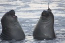 Elephant seals. Credit: Clive McMahon