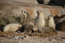 Captive Australian sea lions have been found to carry bacteria with antibiotic resistance genes, ultimately derived from bacteria of humans, photo credit Rob Harcourt.