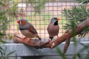 Zebra finch (left) and long-tailed finch (right). Photographer: Laura Hurley