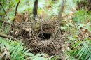 Lyrebird nest. Credit: Justin Welbergen