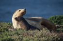 Australian sea lion (Neophoca cinerea) mother and pup reunited after the female’s foraging trip. Photo credit: Kaja Wierucka