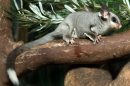 The squirrel glider (Petaurus norfolcensis) is listed as a vulnerable species in New South Wales. Photo: Wikimedia CC/Brisbane City Council
