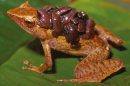 Many frogs found only in New Guinea may be at risk from the invasive chytrid fungus. Photo: Stephen J Richards