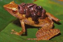 Many frogs found only in New Guinea may be at risk from the invasive chytrid fungus. Photo: Stephen J Richards