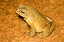 Male cane toad