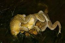 Multiple amplexing cane toads. Image Rick Shine