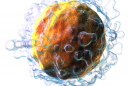 Blausen 0625 T-cell. Image Wikipedia Commons