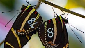 Passionfruit butterlies. Image Darrell Kemp