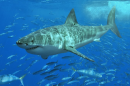 Image: A white shark (Carcharodon Carcharias). Credit: Wikimedia Commons