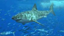 Image: A white shark (Carcharodon Carcharias). Credit: Wikimedia Commons