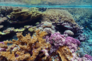 Coral responses to temperature depend on a range of local inputs. -  Wikimedia Commons