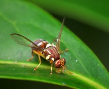 Queensland fruit fly. Image by Wikipedia Commons