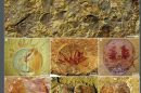 Brachiopod fossils showing parasites