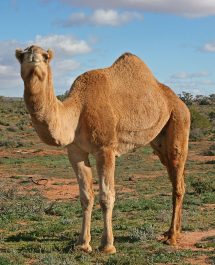 Research on camels revealed a new class of antibodies. Image courtesy of Wikipedia Commons.