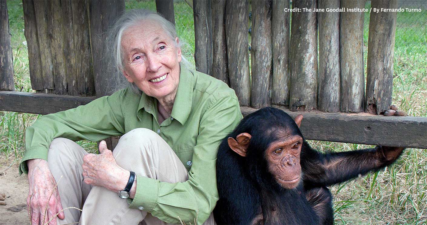 Dr Jane Goodall Dbe Coming To Macquarie This Week At Macquarie University 