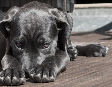 dog_web