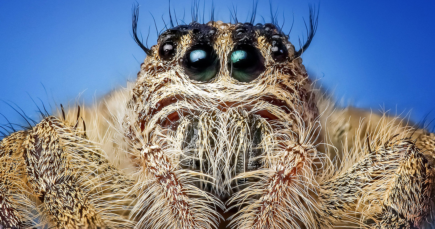 Spider facts - The University of Sydney