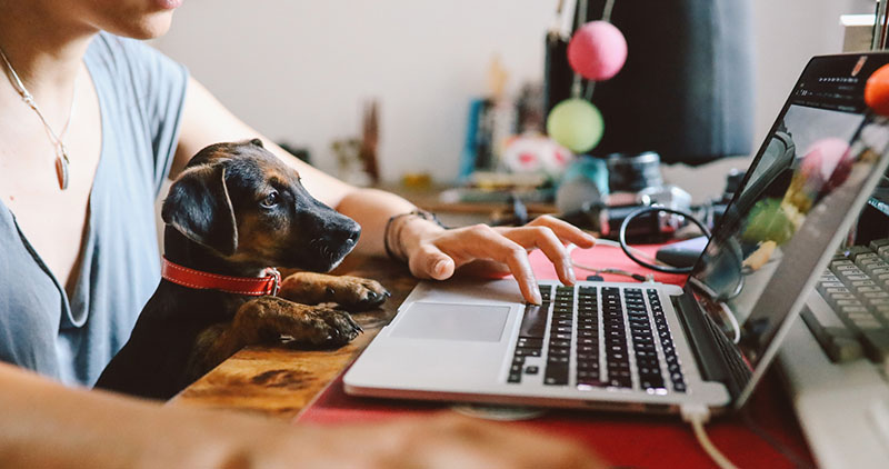 Young woman sitting at the desk at her home, working on the laptop while her puppy pet sits on her lap. Freelancer work from home concepts in casual atmosphere.