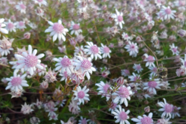 pink-flannel-flowers