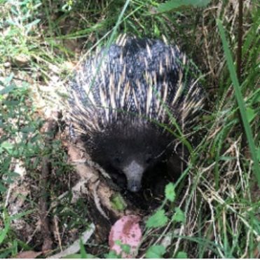 echidna