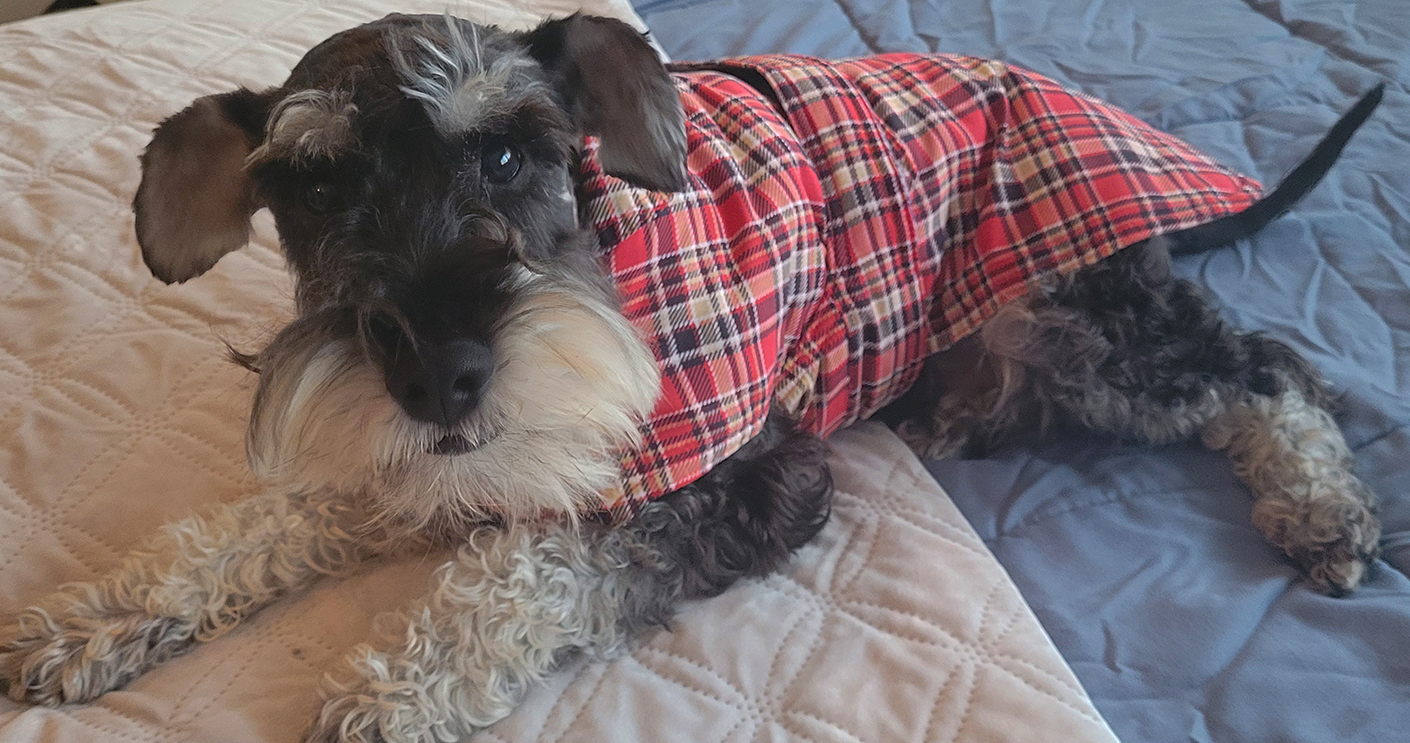 wilkie-the-schnauzer_jo-penney-10qs