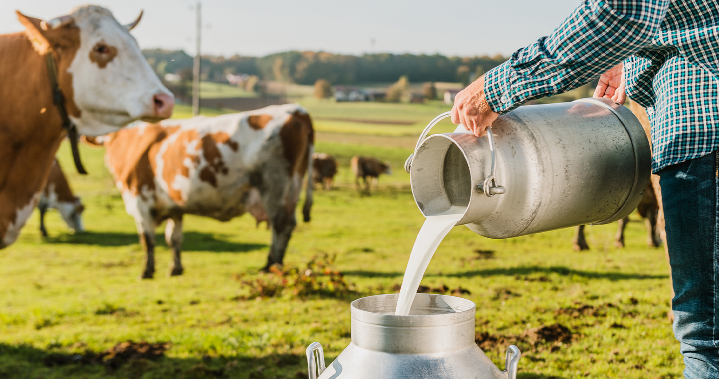 Global dairy industry on brink of mighty changes | This Week At Macquarie  University