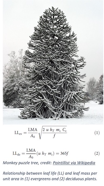 The economics of leaf longevity explained using optimality principles, Imperial News